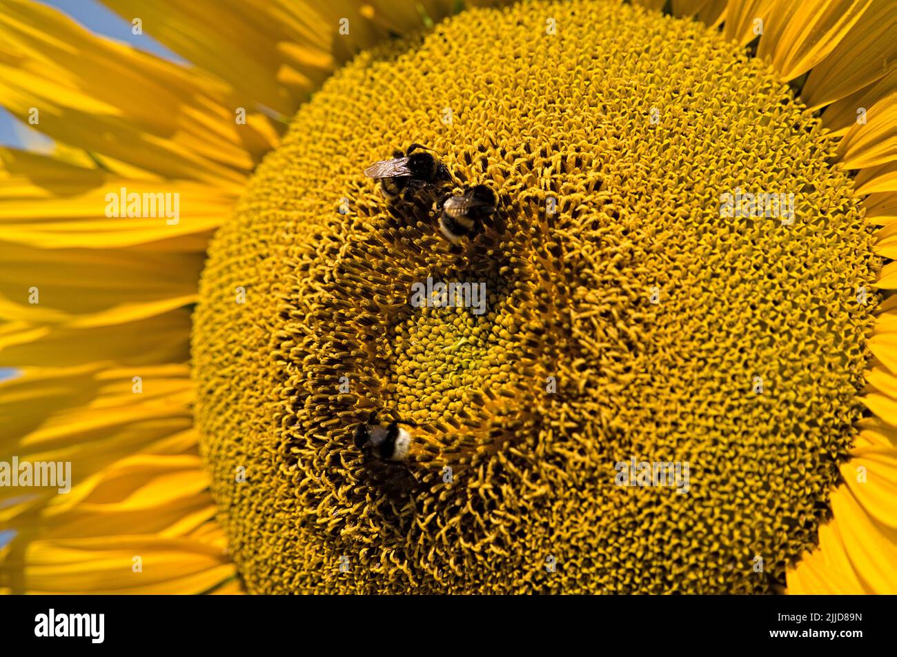 Fleißige Hummeln auf Sonnenblumen Stockfoto