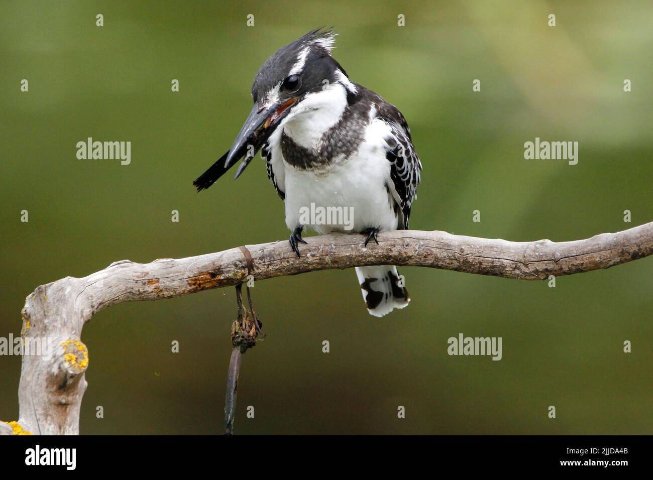 Spielzeit mit Zweigen. Stockfoto