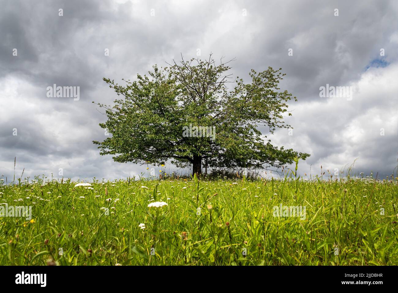 Ein Baum in einer Wiesenlandschaft, wolkig Himmel im Hintergrund Stockfoto