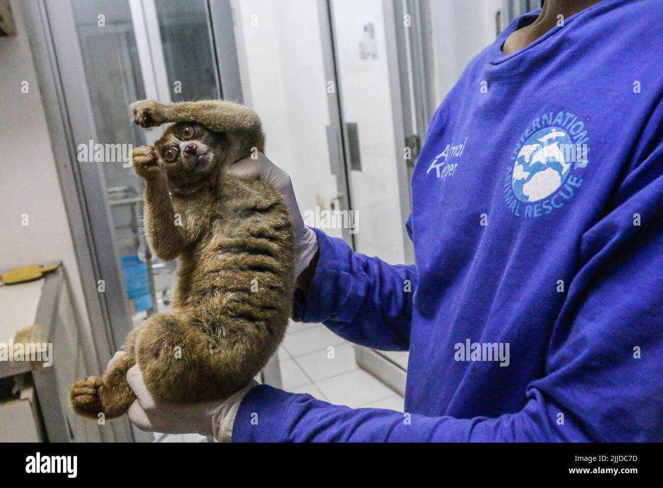 Bogor, Indonesien. 24.. Juli 2022. Ein Tierhalter hält am 24. Juli 2022 einen Sumatran Slow Loris (Nycticebus coucang) bei der Indonesischen Nature Rehabilitation Initiation Foundation (YIARI) in Bogor, Provinz West Java, Indonesien. Insgesamt 6 Sumatera Slow Loris, die in der Batulegi-Region der Provinz Lampung in die Wildnis entlassen werden sollen. (Foto von Andi M Ridwan/INA Photo Agency/Sipa USA) Quelle: SIPA USA/Alamy Live News Stockfoto