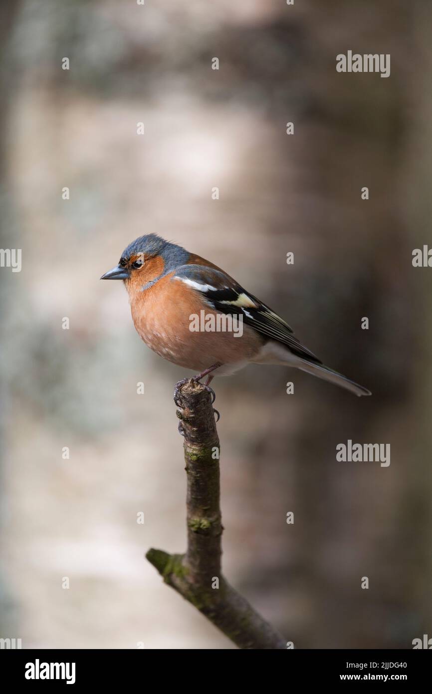 Gemeiner Buchfink Fringilla coelebs, erwachsener Rüde, der im Baum thront, Glenmore, Highlands, Schottland, Großbritannien, April Stockfoto
