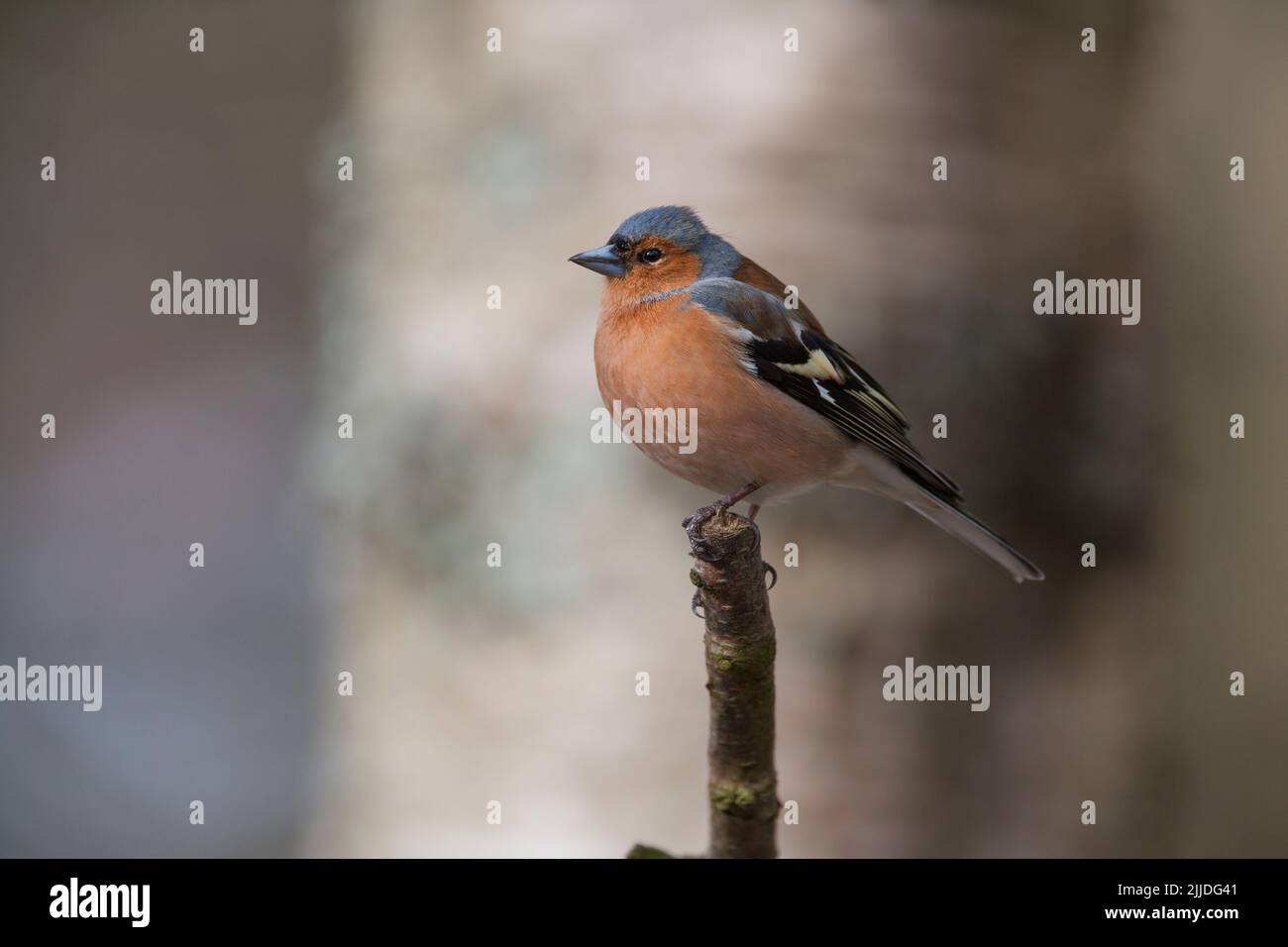 Gemeiner Buchfink Fringilla coelebs, erwachsener Rüde, der im Baum thront, Glenmore, Highlands, Schottland, Großbritannien, April Stockfoto