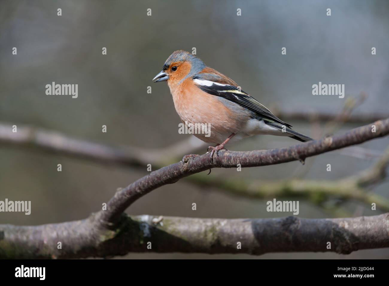 Gemeiner Buchfink Fringilla coelebs, erwachsener Rüde, der im Baum thront, Glenmore, Highlands, Schottland, Großbritannien, April Stockfoto