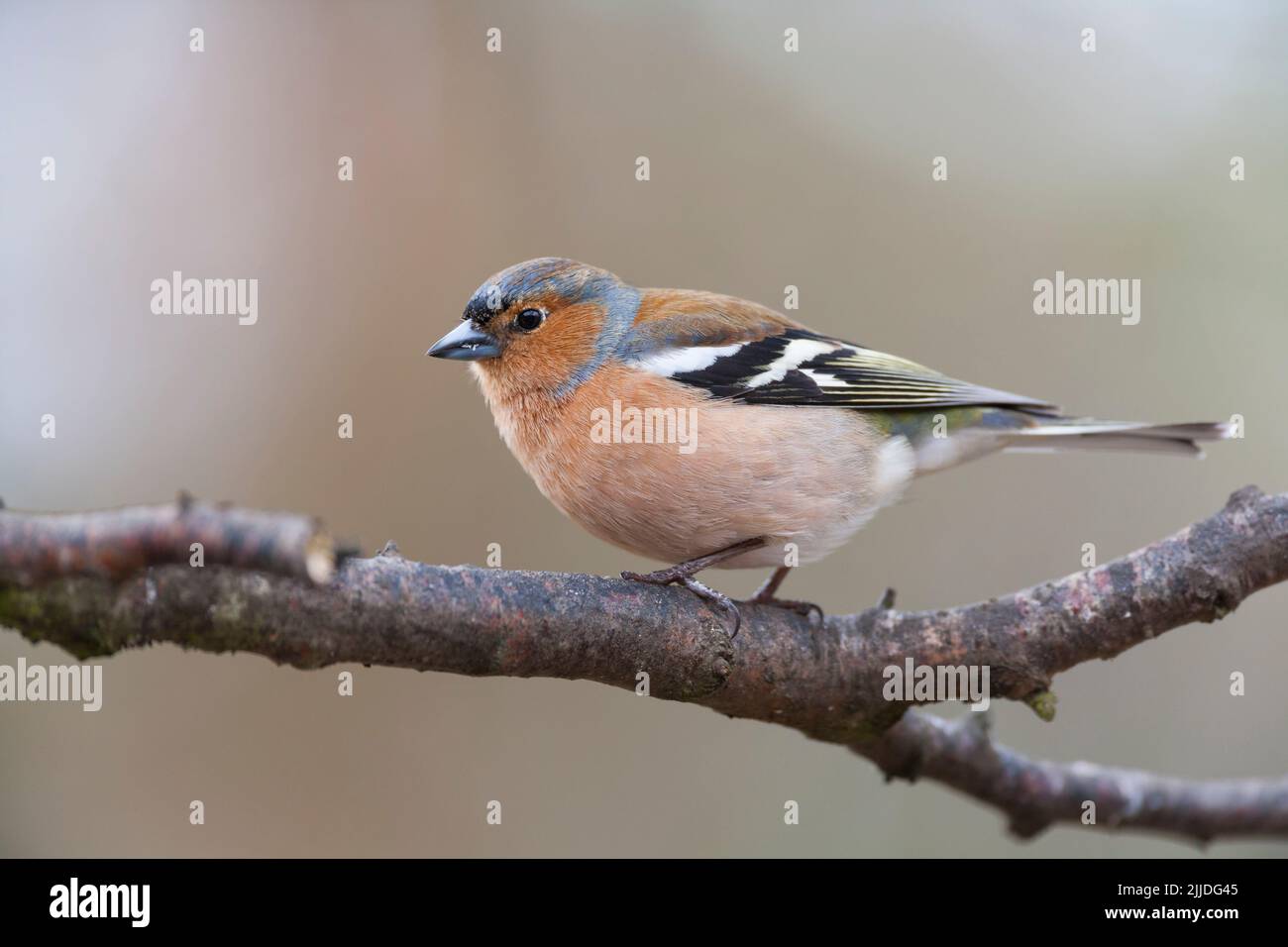 Gemeiner Buchfink Fringilla coelebs, erwachsener Rüde, der im Baum thront, Glenmore, Highlands, Schottland, Großbritannien, April Stockfoto