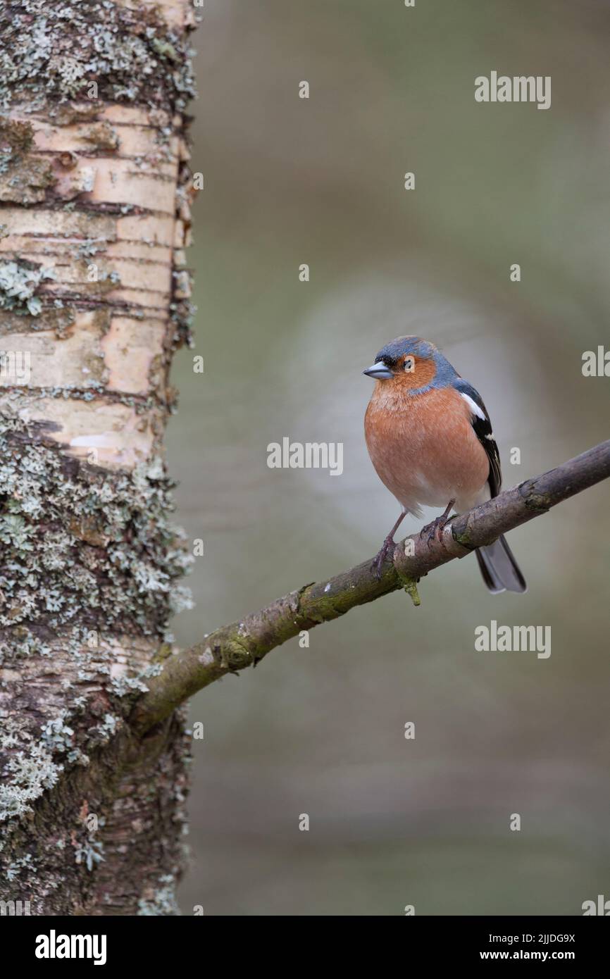Gemeiner Buchfink Fringilla coelebs, erwachsener Rüde, der im Baum thront, Glenmore, Highlands, Schottland, Großbritannien, April Stockfoto