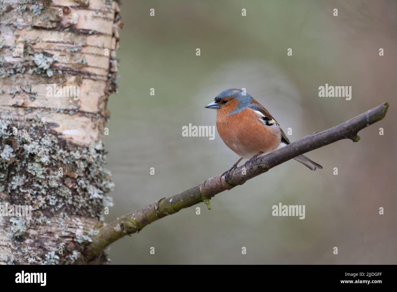 Gemeiner Buchfink Fringilla coelebs, erwachsener Rüde, der im Baum thront, Glenmore, Highlands, Schottland, Großbritannien, April Stockfoto