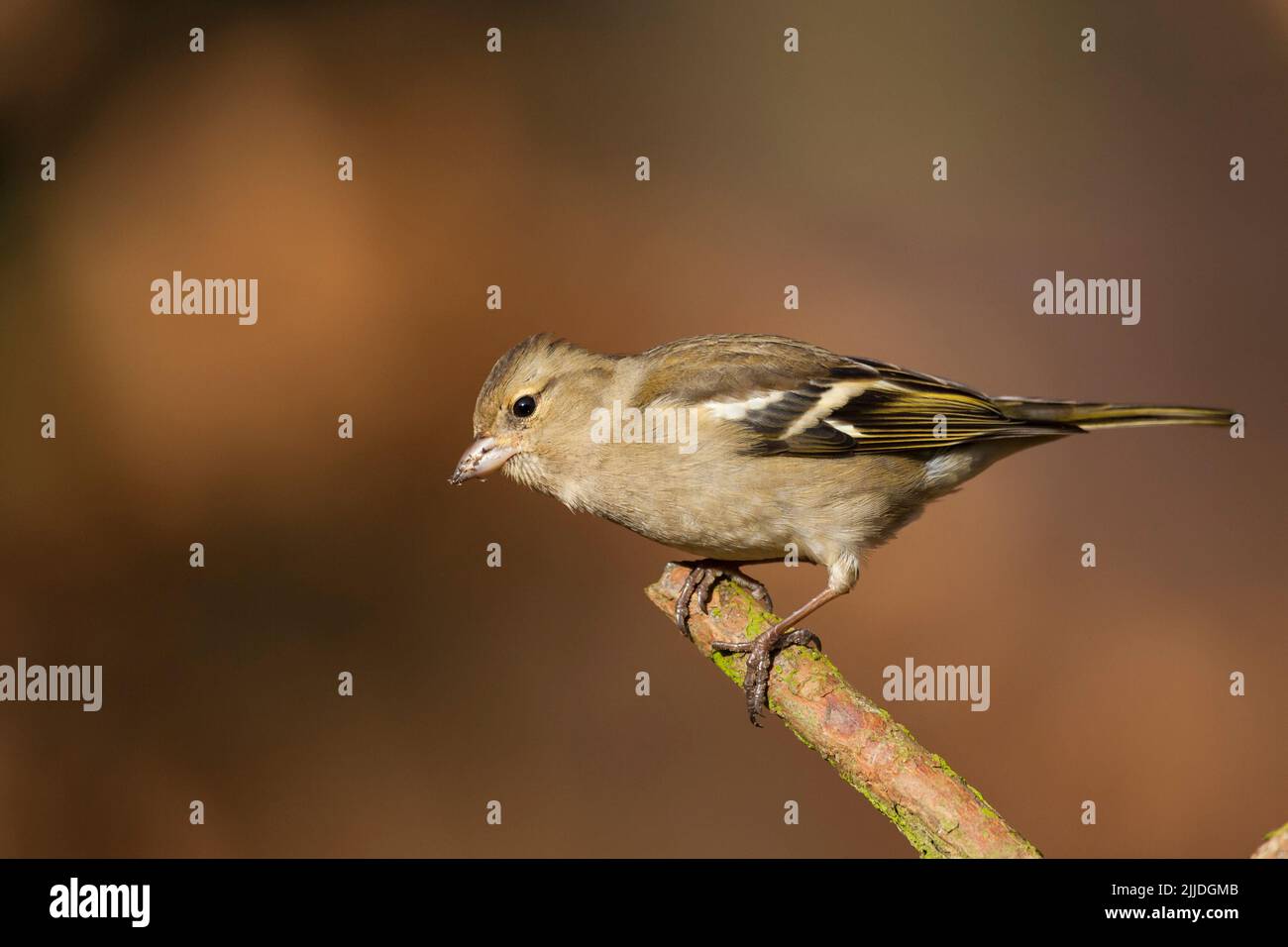 Gewöhnlicher Buchfink Fringilla coelebs, erwachsenes Weibchen, das auf dem Ast thront, Sandringham, Norfolk, Großbritannien, Februar Stockfoto