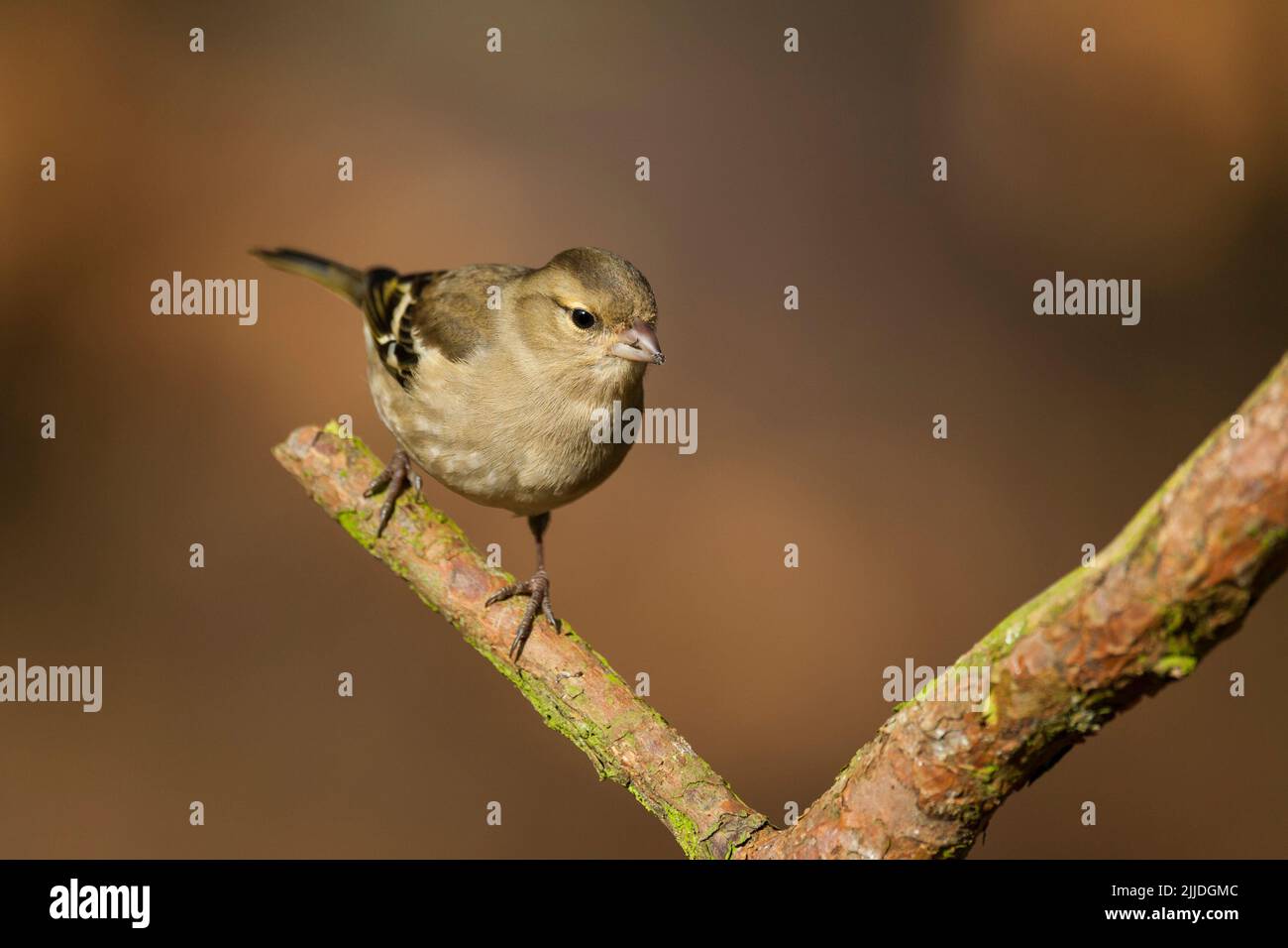 Gewöhnlicher Buchfink Fringilla coelebs, erwachsenes Weibchen, das auf dem Ast thront, Sandringham, Norfolk, Großbritannien, Februar Stockfoto