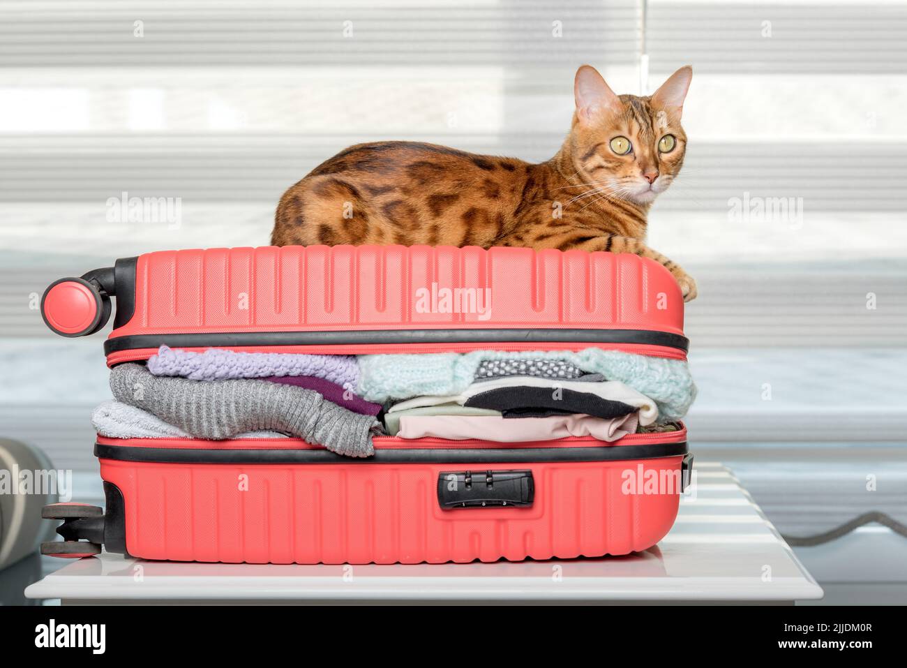 Die Ingwerkatze liegt auf einem Koffer voller Kleidung und Sachen für den Rest. Sommerreisen, Reisevorbereitung, Gepäckpacken. Stockfoto