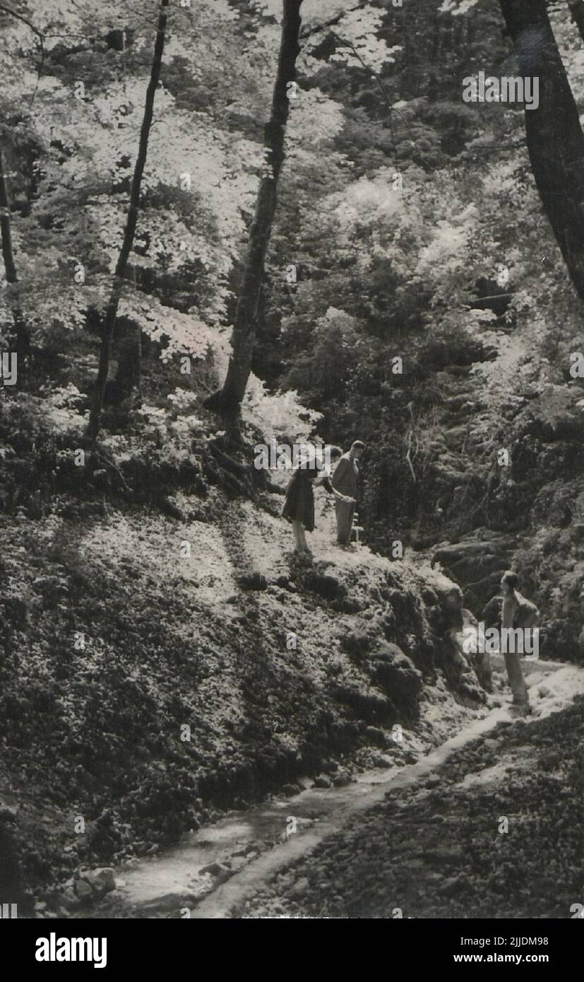 Mecsek. Postkarte des Waldes im Mecsek-Gebirge. Seit Januar 1966 sammelt die Ortsgeschichtliche Sammlung der Bibliothek Csorba Gyz Könyvtár Fotos und Postkarten aus dem Kreis Baranya. Nach den am 1.. Februar 2016 aktualisierten Daten besteht die Sammlung aus 11.565 Exemplaren. Als Ergebnis des 2012 gestarteten Digitalisierungsprojekts umfasst die Sammlung rund 59.000 schwarz-weiß- und farbige Datensätze unterschiedlicher Größen und Typen, die über den elektronischen Katalog recherchierbar sind. Der berühmte Postkartensammler Tibor Endre Tóth hat eine Postkartensammlung beschafft Stockfoto