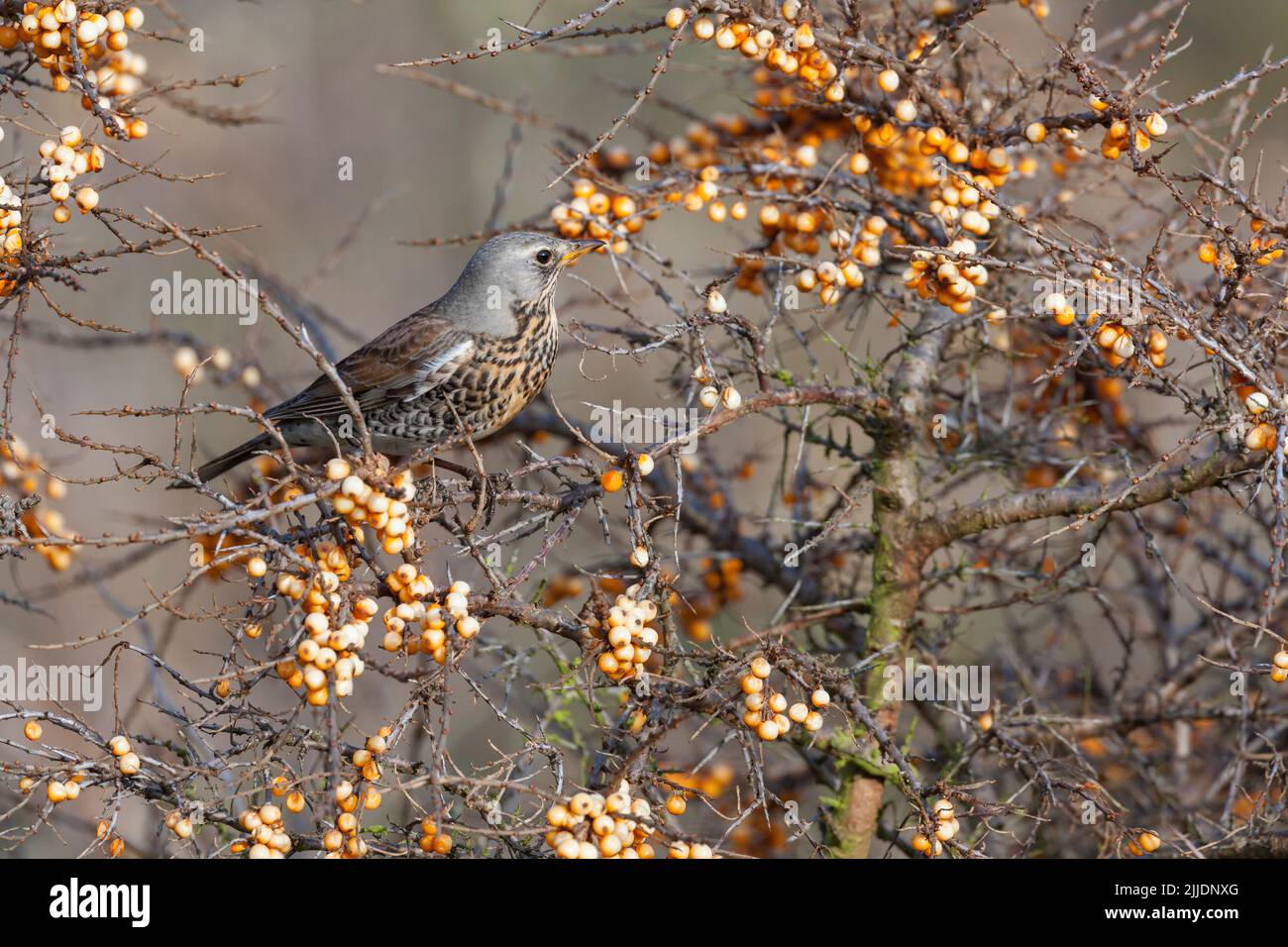 Fieldfare Turdus pilaris, Erwachsener thront im Sanddorn Hippophae rhamnoides, Holme-next-the-Sea, Norfolk, Großbritannien, Februar Stockfoto