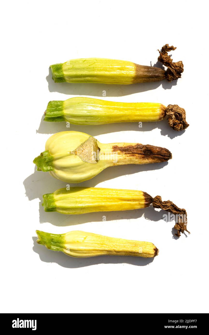 Verwöhnte Zucchini auf hellem Hintergrund. Fauler Squash. Unsachgemäßer Anbau von Gemüse. Pflanzenkrankheiten Stockfoto