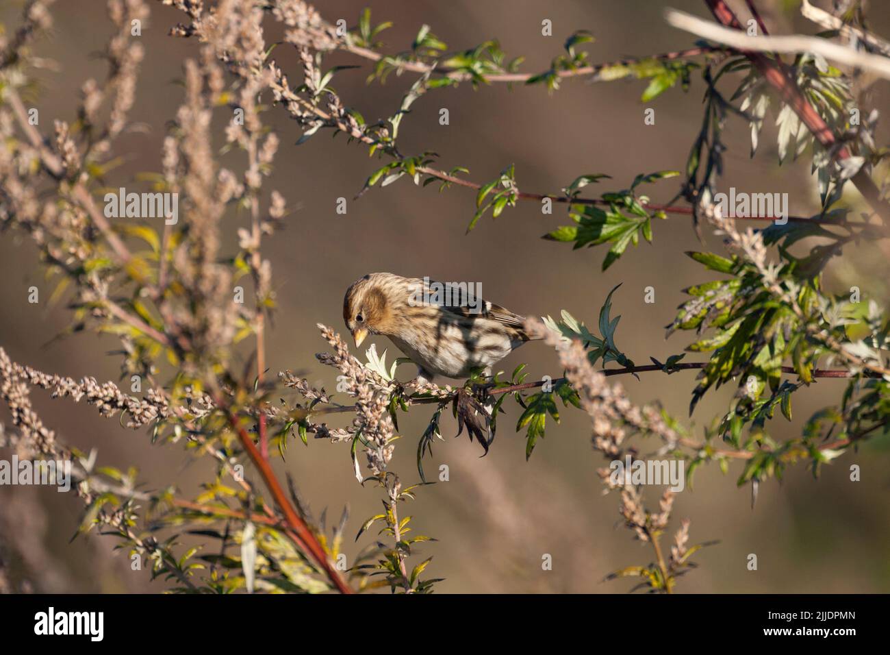 Kleinrothaarige Carduelis flammea Cabaret, weiblich im Baum sitzend, Marsh Lane, Warwickshire, Großbritannien, Dezember Stockfoto