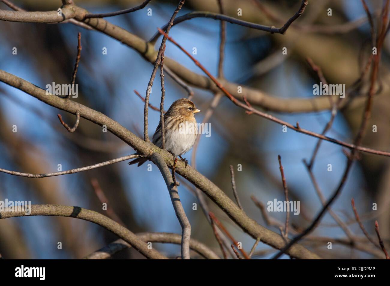 Kleinrothaarige Carduelis flammea Cabaret, weiblich im Baum sitzend, Marsh Lane, Warwickshire, Großbritannien, Dezember Stockfoto