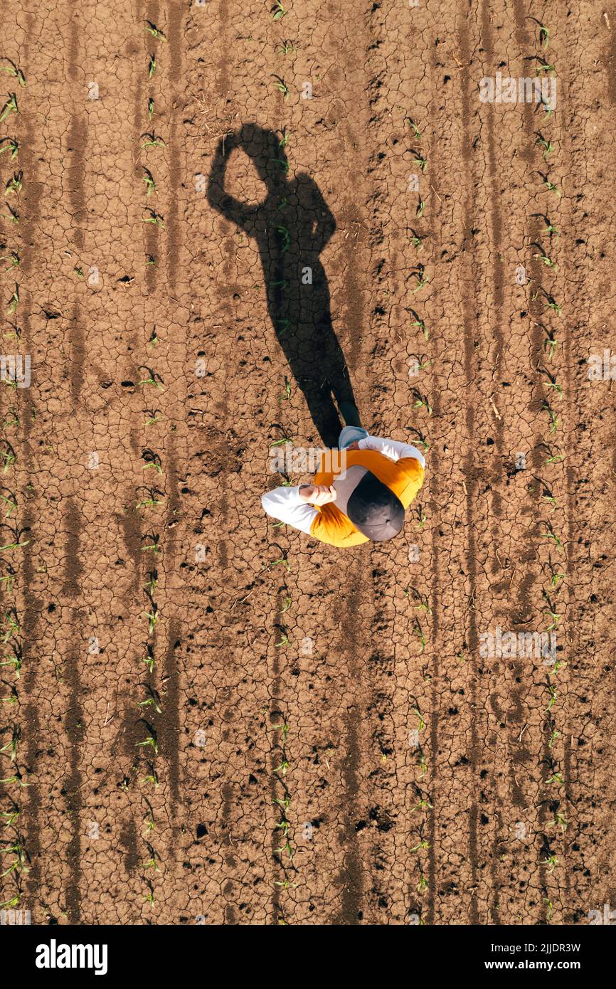 Luftaufnahme einer Farmerin, die auf dem Maiskeimfeld steht und Feldfrüchte untersucht. Landarbeiter mit Truckerhut und Jeans auf Plantage von Drohne p Stockfoto