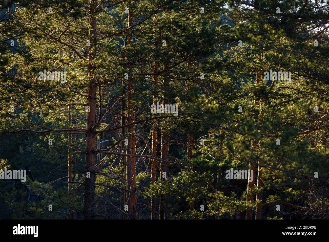 Hohe Kiefern aus Wald in der Nähe von Divcibare, Bergresort in Serbien, selektiver Fokus Stockfoto