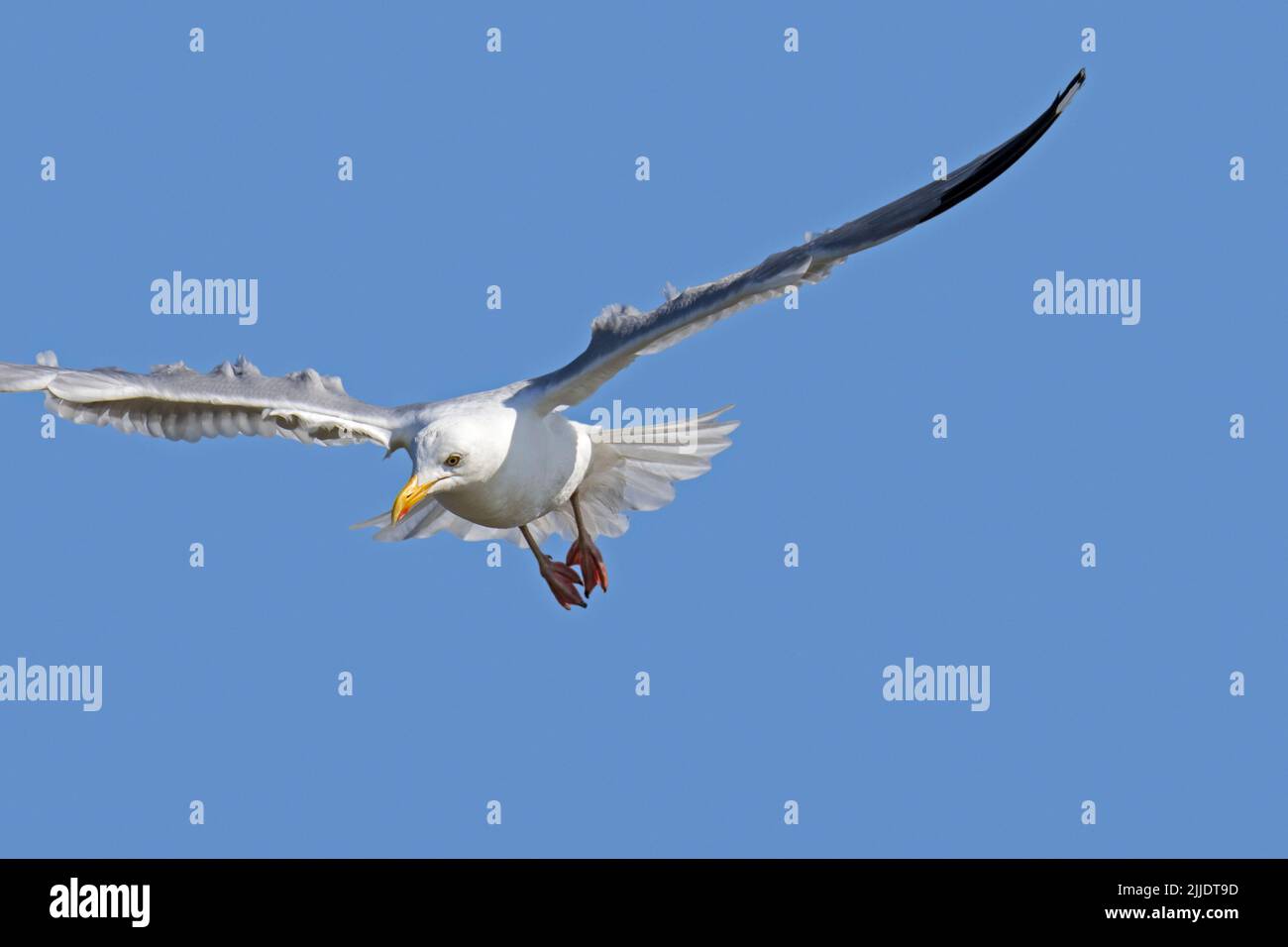 Europäische Heringsmöwe (Larus argentatus) im Flug, die im Sommer Flügel ausbreitet, um am Strand entlang der Nordseeküste zu landen Stockfoto