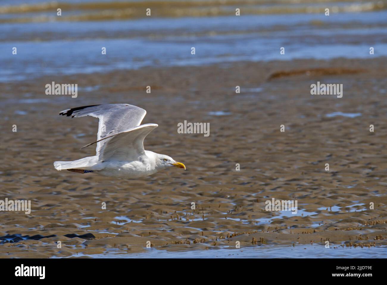 Die Europäische Heringsmöwe (Larus argentatus) fliegt im Sommer bei Ebbe und Flut über den Sandstrand entlang der Nordseeküste Stockfoto