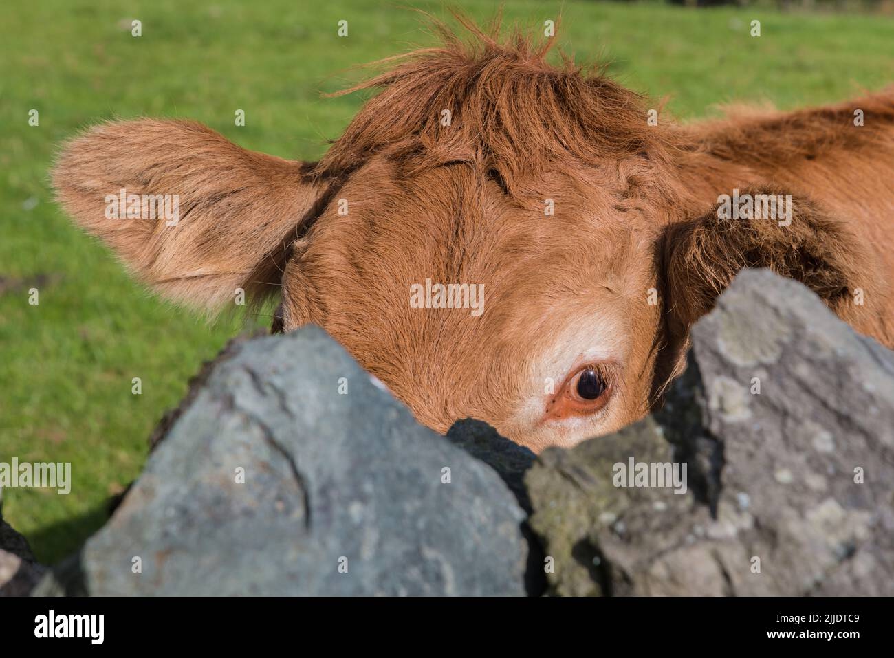 Die braune Kuh guckt mit einem Auge hinter einer Wand Stockfoto