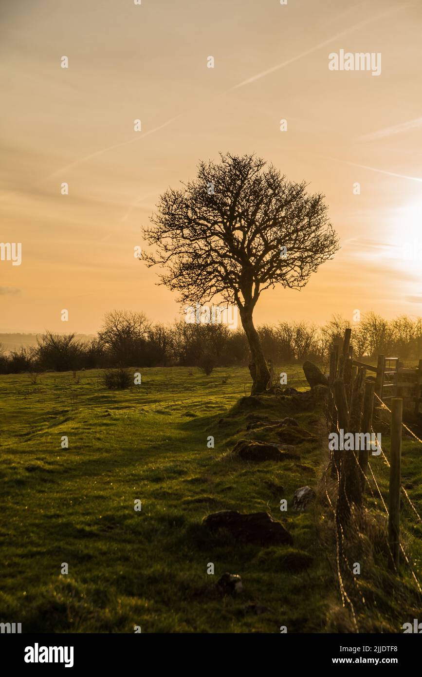 Ein kleiner Baum, der bei Sonnenaufgang in Derbyshire, England, gegen den Himmel sillouettiert wurde Stockfoto