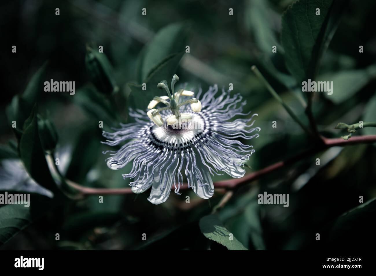 Eine kleine Blume. Stockfoto