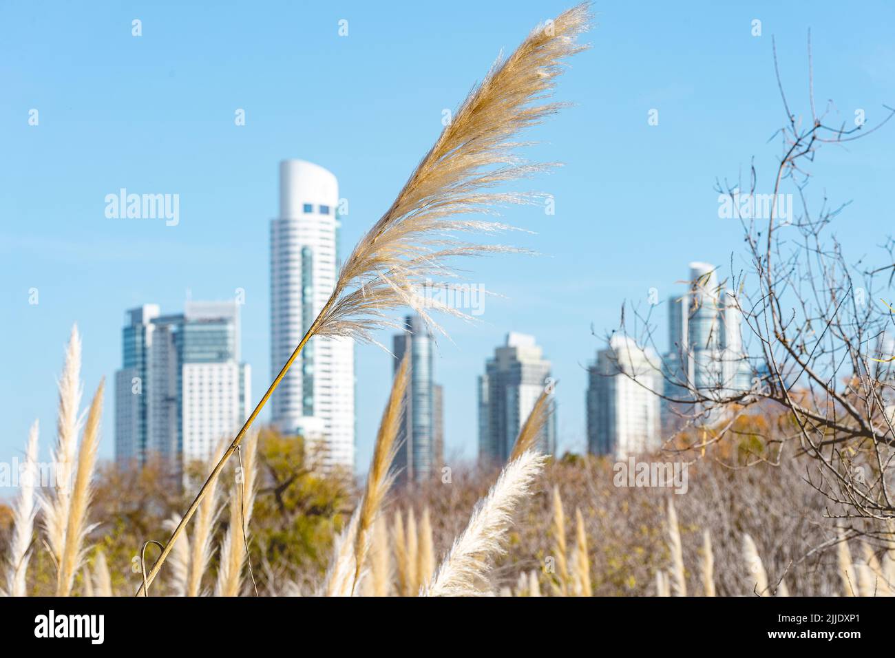 Blick auf die Skyline von Puerto madero, Buenos Aires. Costanera Sur. Stockfoto