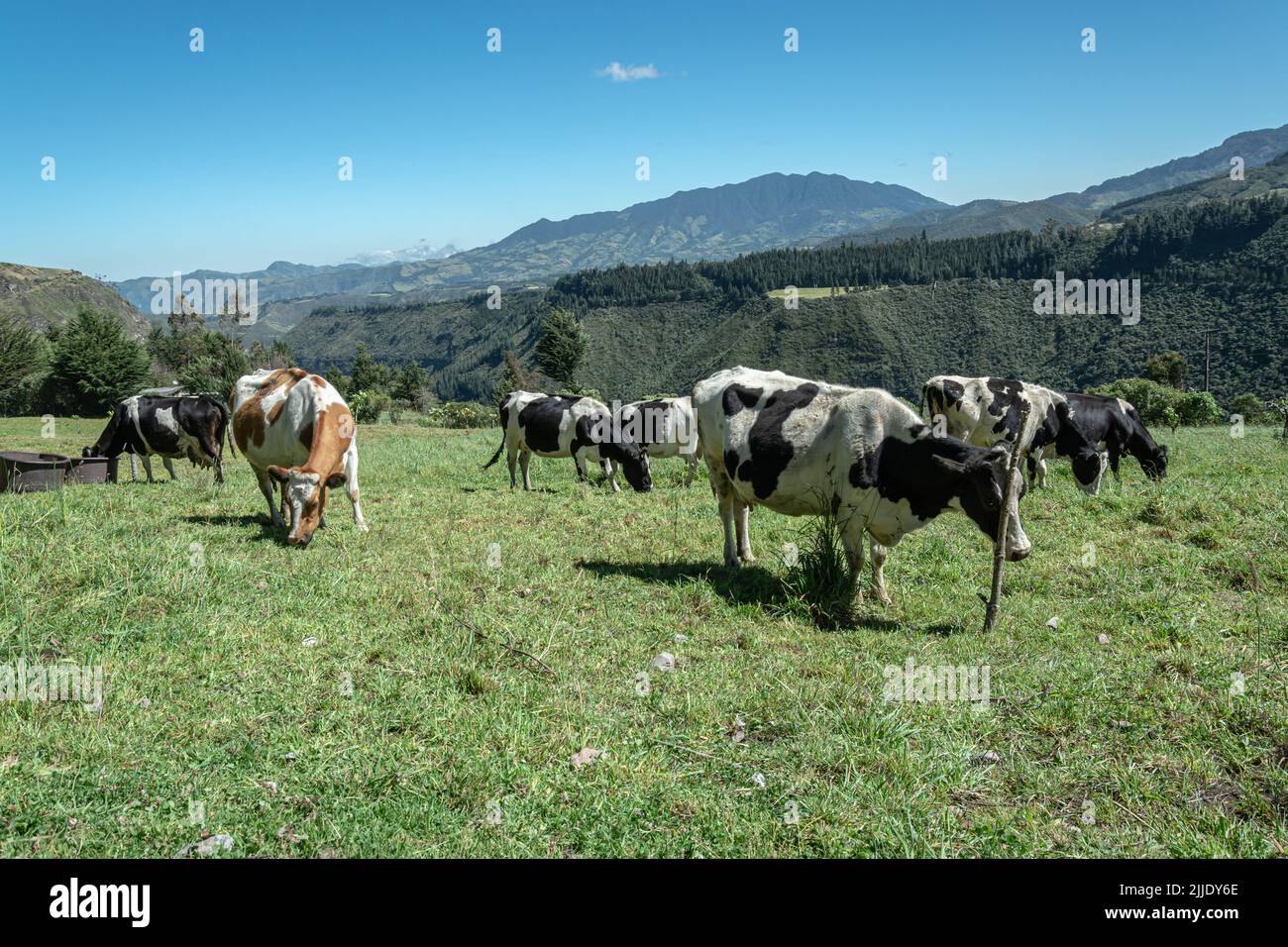 Wunderschöne Kühe grasen in den ecuadorianischen Anden Stockfoto