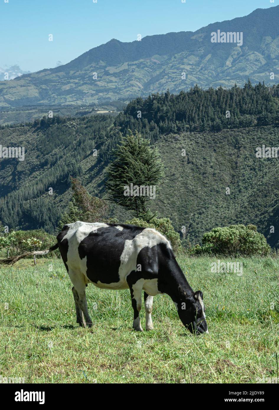 Wunderschöne Kühe grasen in den ecuadorianischen Anden Stockfoto