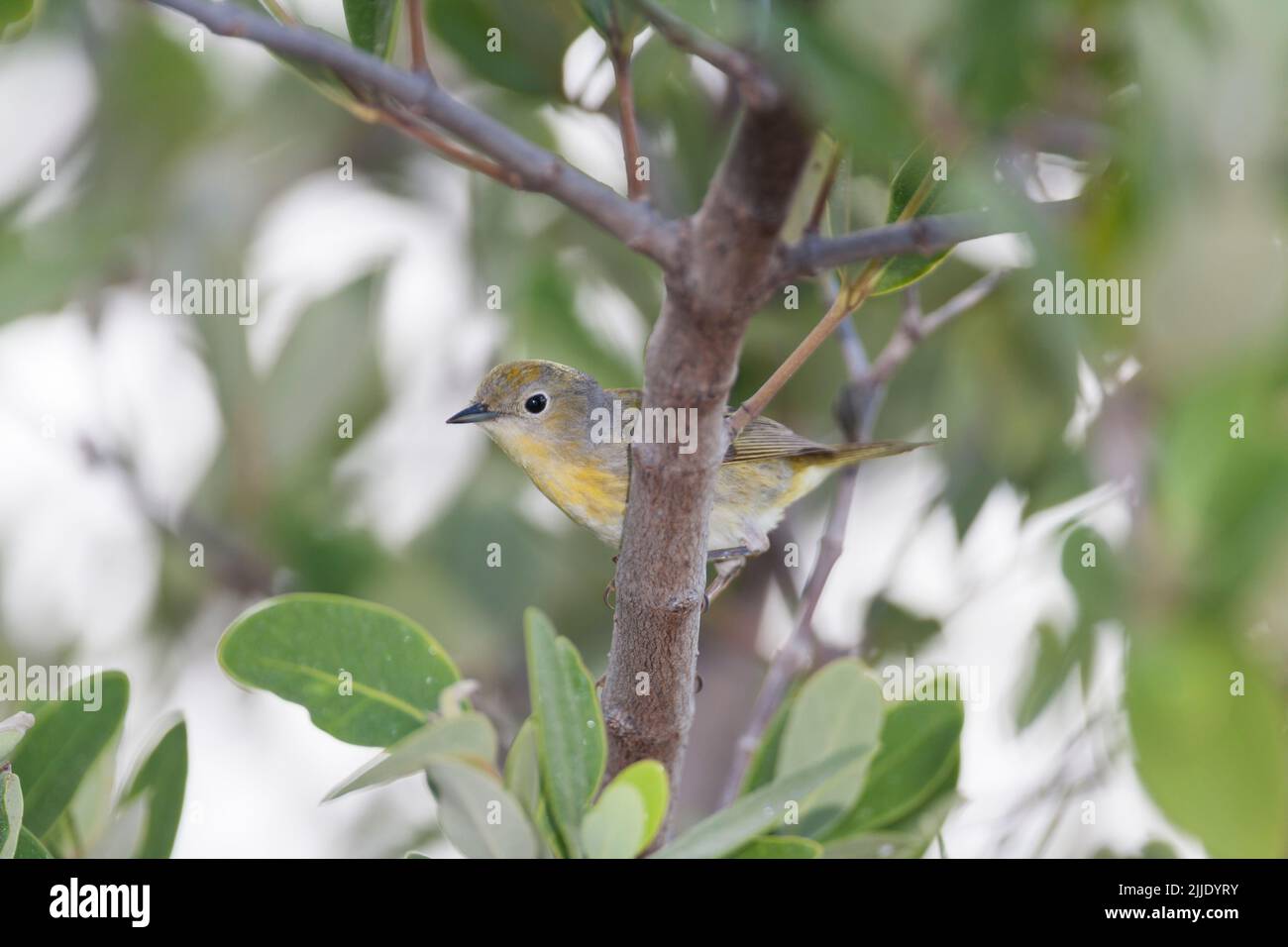Gelber Kriegsmann Setophaga Petechia, in Mangrove, Cayo Coco, Republik Kuba, April Stockfoto