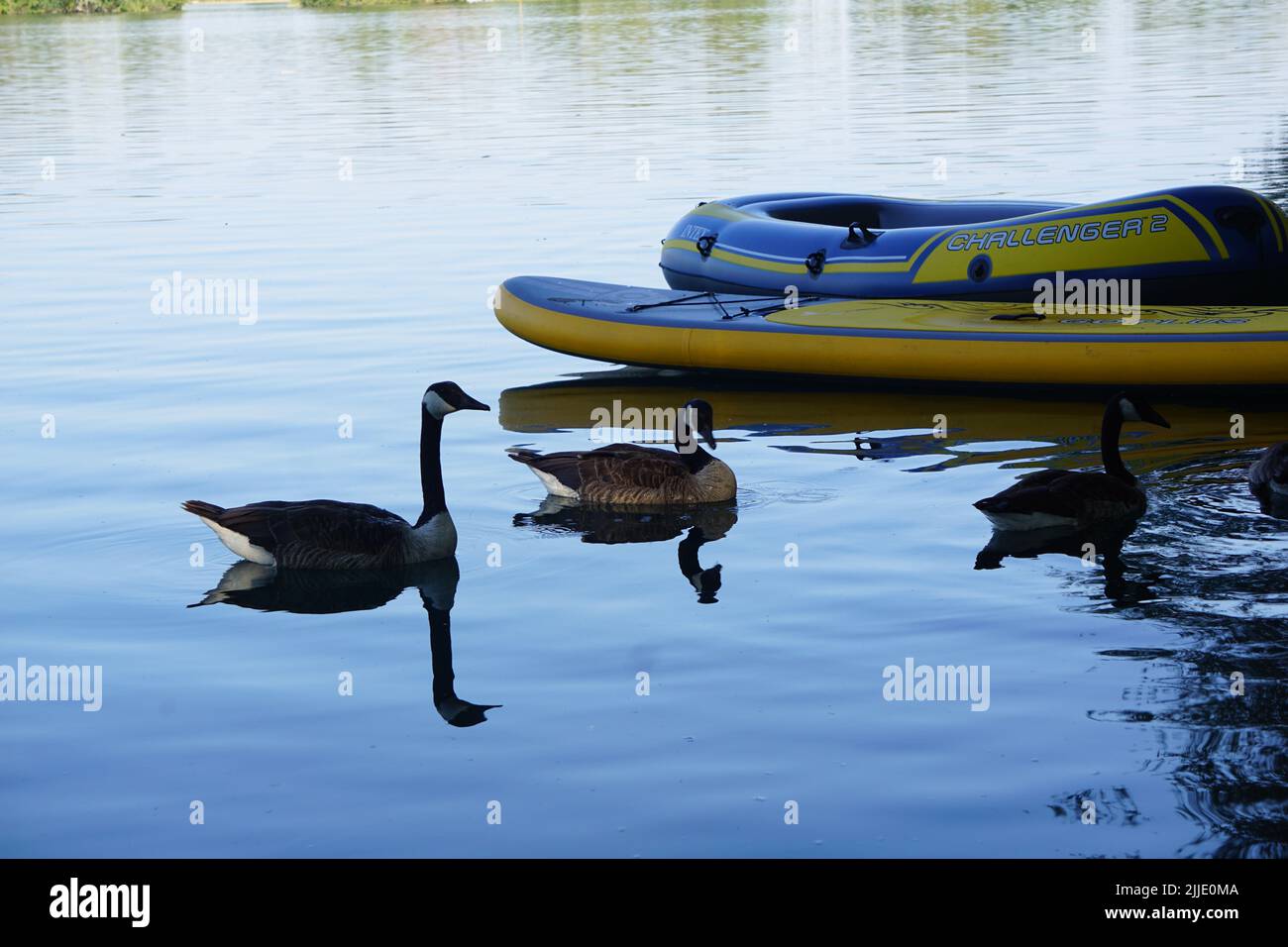 Der Erlichsee mit schwimmenden Kanadagänsen in der Nähe eines Bootes in Oberhausen-Rheinhausen Stockfoto