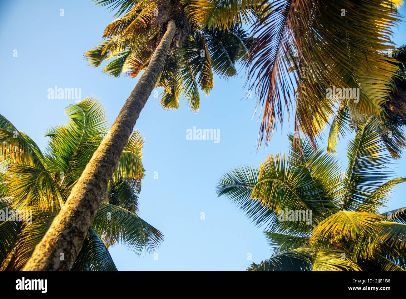 Ein Blick auf den Mond während des Tages durch Palmen auf den San Blas Inseln in Panama Stockfoto