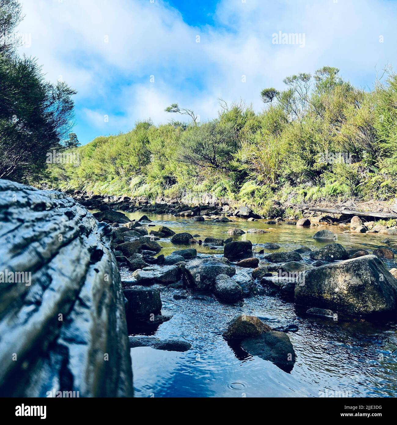 Fließendes Wasser mit Felsen überall und Bäumen im Hintergrund Stockfoto
