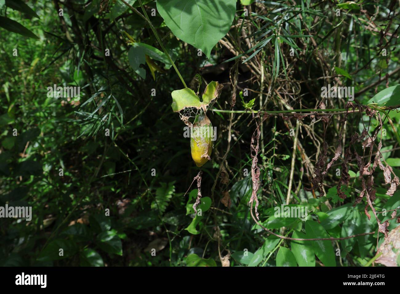 Schleichende gurkenpflanze -Fotos und -Bildmaterial in hoher Auflsung   Alamy