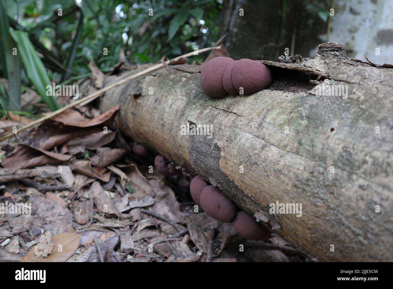 Nahaufnahme von jungen und noch wachsenden rosa braunen Kuchenpilzen von König Alfred (Daldinia Concentrica) auf der Oberfläche eines toten Jack-Fruchtstamms Stockfoto
