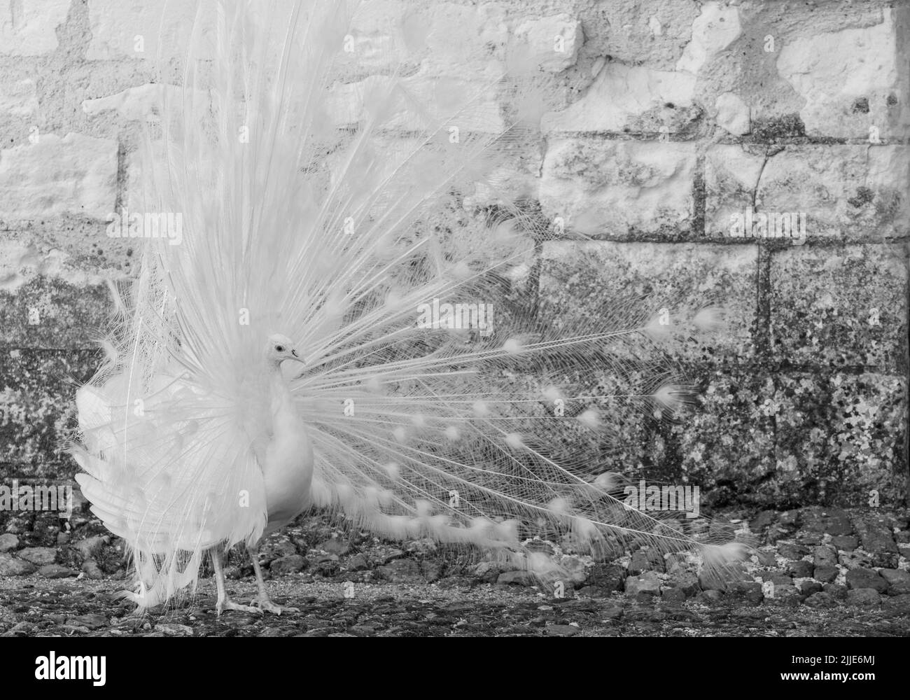 Weißer Pfau, der seine Federn im Rahmen eines Paarungsrituals im Garten von Chateau du Rivau, Lemere, Loire-Tal, Frankreich, zeigt. Stockfoto