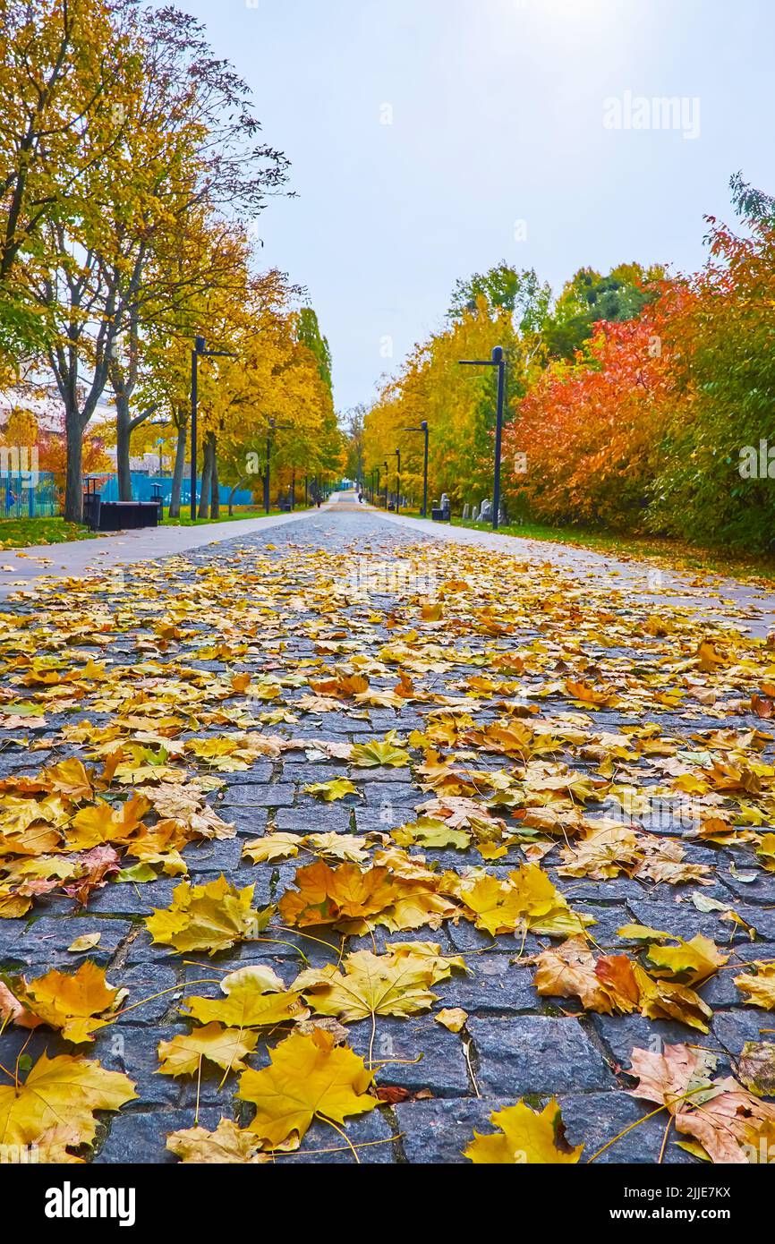 Die gelb gestürzten Blätter auf dem Boden, Road of Sorrow, Babyn Yar Holocaust Memorial Park, Kiew, Ukraine Stockfoto