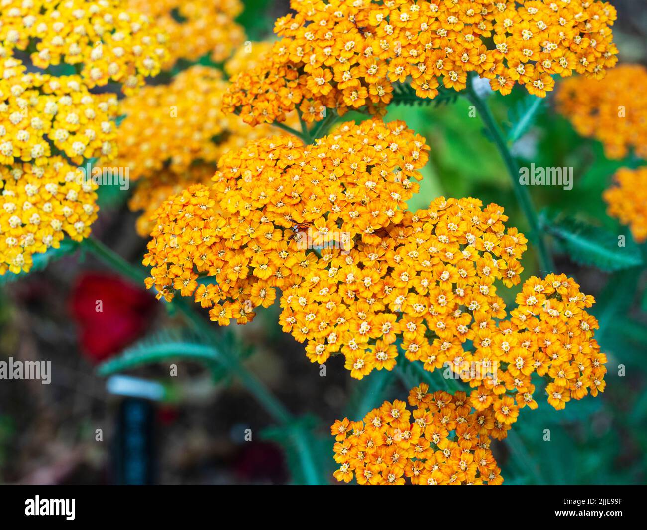 Flache Köpfe aus aprikosenfarbenen Blüten der ornamentalen, winterharten Schafgarbe, Achillea millefolium Terracotta Stockfoto