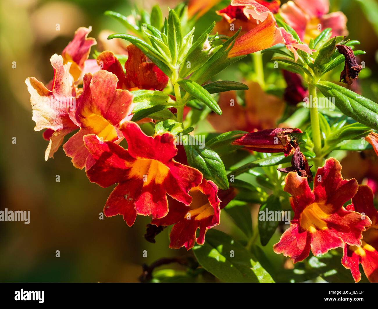 Rote Sommerblüten des halbharten roten Affenblüten-Unterstrauch Diplacus puniceus Stockfoto