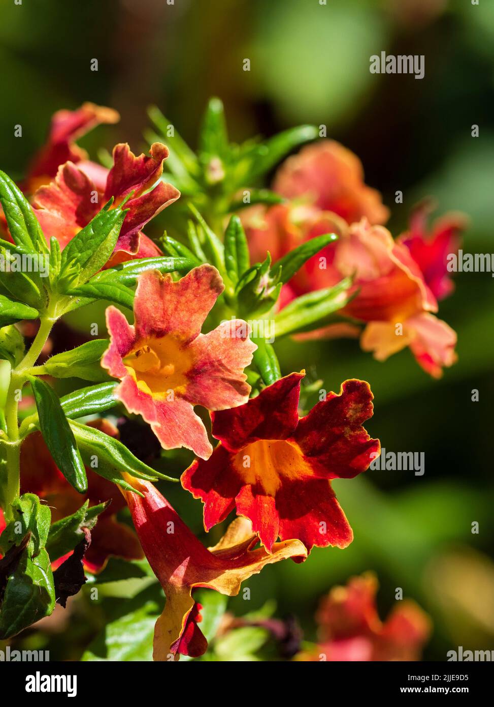 Rote Sommerblüten des halbharten roten Affenblüten-Unterstrauch Diplacus puniceus Stockfoto