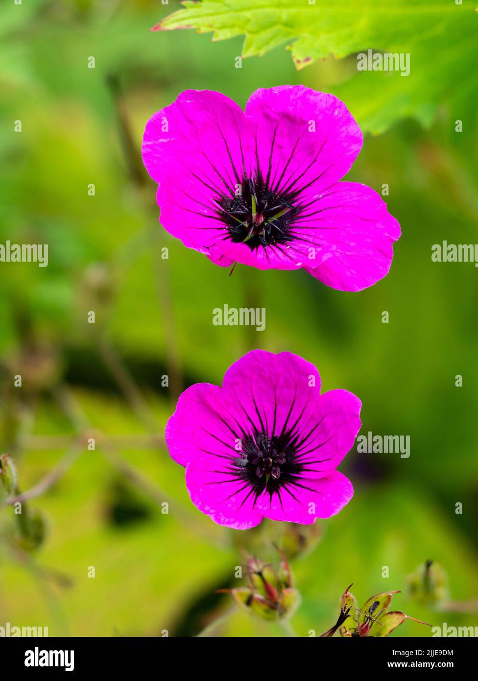 Schwarze Augen, karmesinrot-magentafarbene Blüten des winterharten, mehrjährigen, Sommer- bis herbstblühenden Geranium psilostemon, armenischer Cranesbill, ein kräftiger Laie Stockfoto