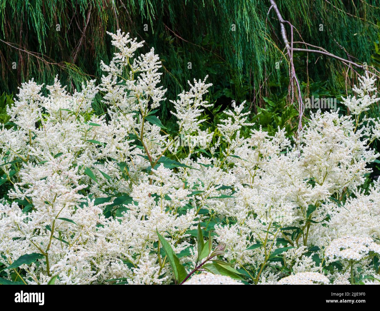 Schaumige Spitzen von weißen Sommerblumen der winterharten, mehrjährigen weißen Fleece-Blume, Persicaria polymorpha Stockfoto
