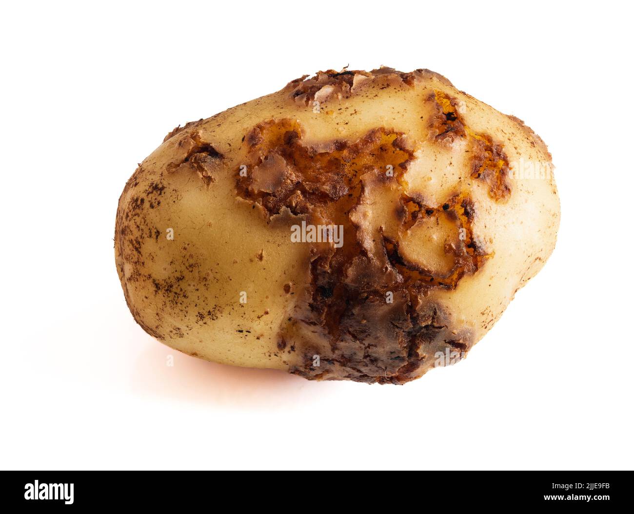 Warty Läsionen der bakteriellen Krankheit häufiger Schorf, Streptomyces Krätze, auf ersten frühen Kartoffel 'Swift'. Weißer Hintergrund Stockfoto