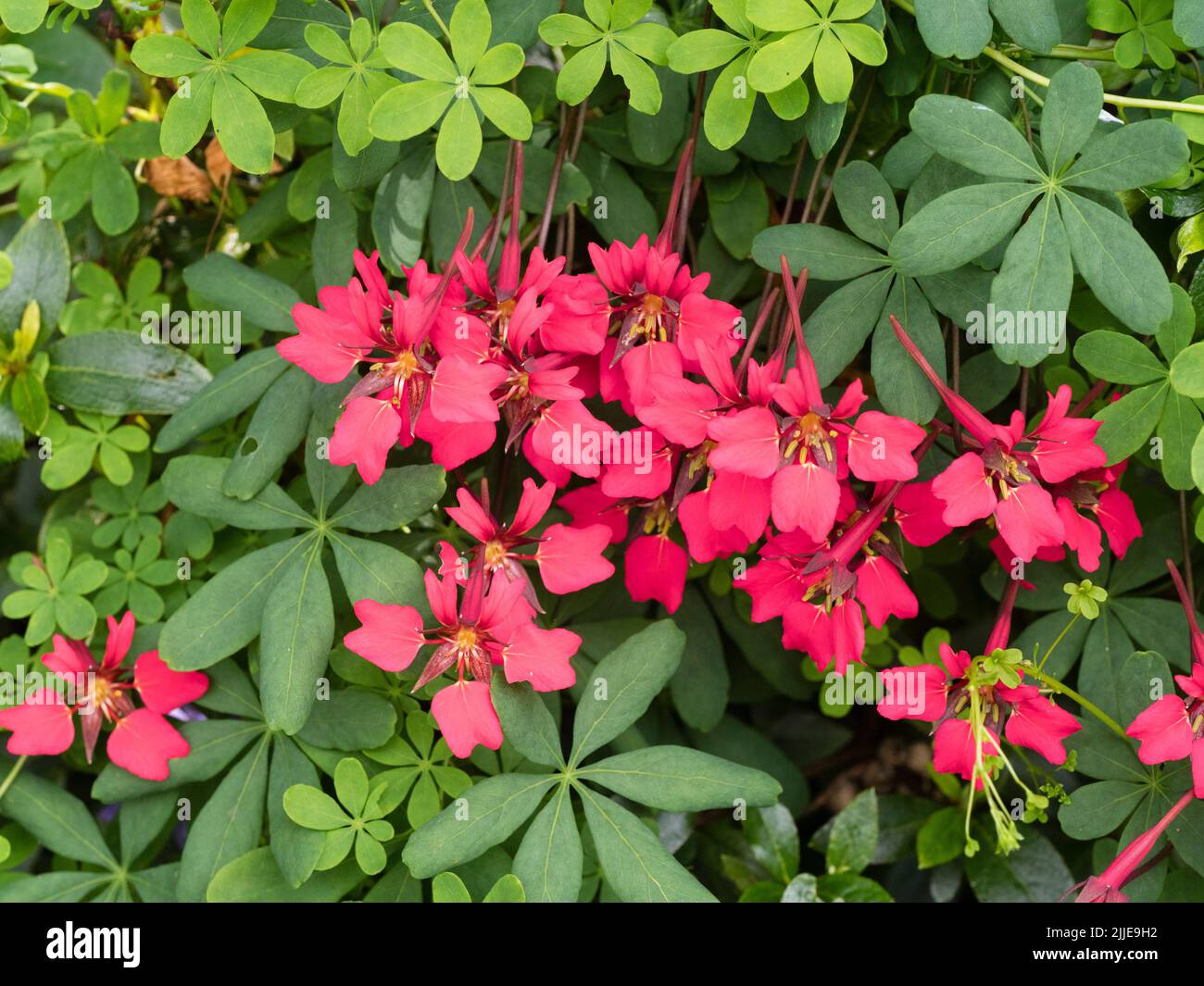 Rote Blüten der mehrjährigen kletternden schottischen Flammenblume, Tropeolum speciosum, eine Pflanze für kühle, feuchte Klimazonen Stockfoto