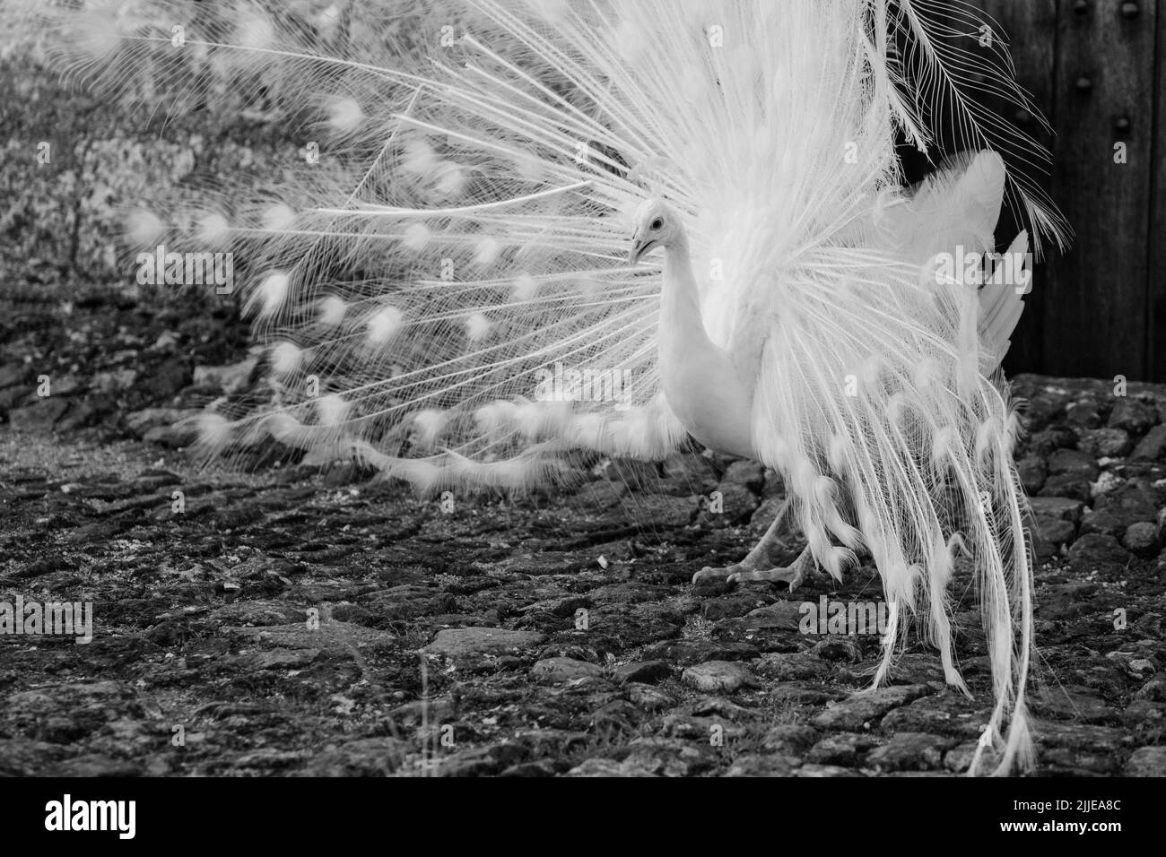 Weißer Pfau, der seine Federn im Rahmen eines Paarungsrituals im Garten von Chateau du Rivau, Lemere, Loire-Tal, Frankreich, zeigt. Stockfoto