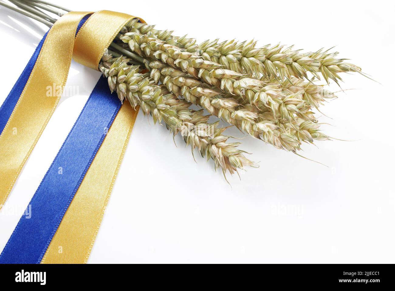 Bundle von reifen Weizenspikelet mit einem blauen und gelben Band auf weiß isoliert gebunden. Konzept der Nahrungsmittelversorgungskrise und der globalen Nahrungsmittelknappheit. Stockfoto