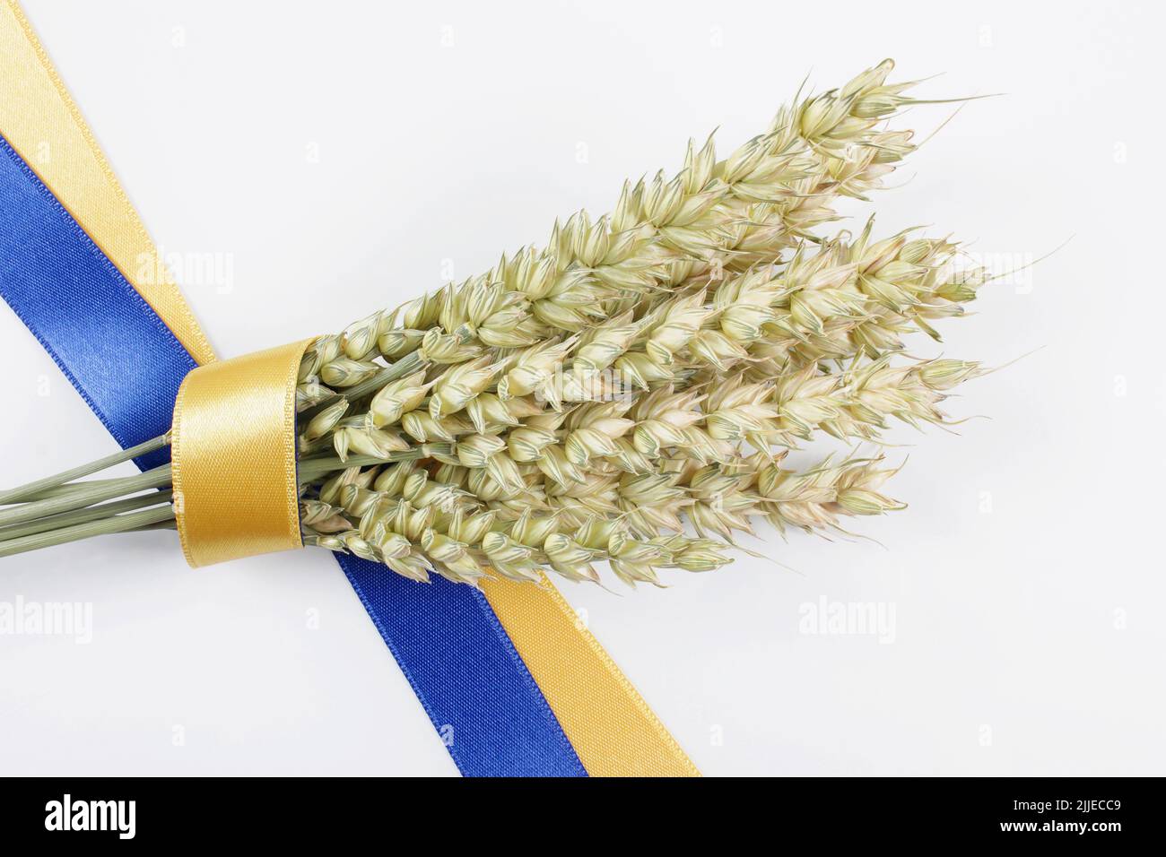 Bundle von reifen Weizenspikelet mit einem blauen und gelben Band auf weiß isoliert gebunden. Konzept der Nahrungsmittelversorgungskrise und der globalen Nahrungsmittelknappheit. Stockfoto