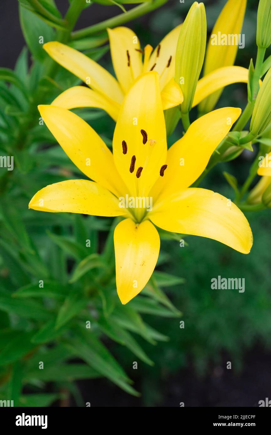 Lilie lilium hybrid Fotos und Bildmaterial in hoher Auflösung Alamy