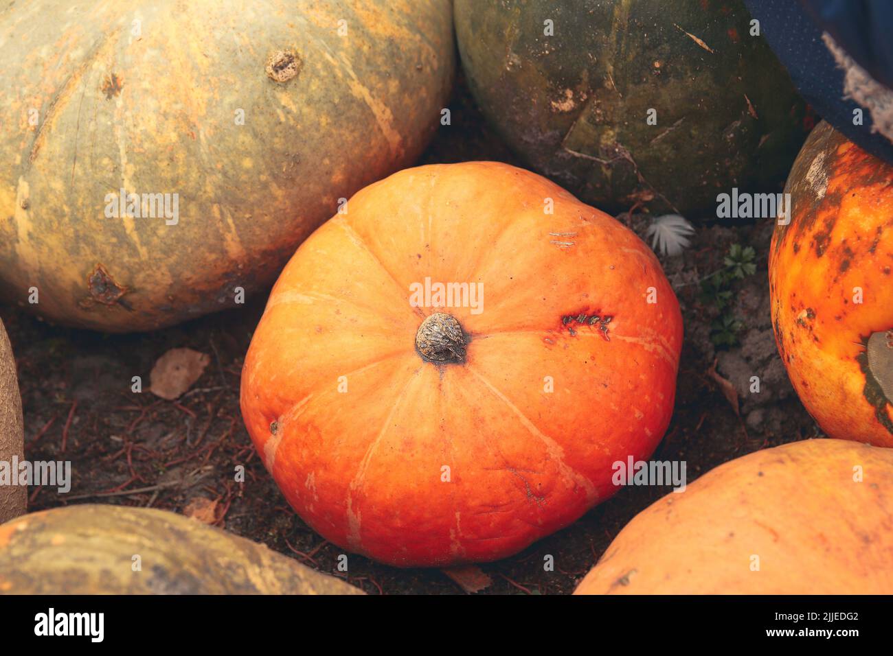 Defokussieren abstrakter strukturierter Hintergrund eines Kürbiss. Das Hintergrundbild, das grau ist, die Farben des Herbstes. Herbstkunst. Vintage. Kürbisschwanz. Koz Stockfoto