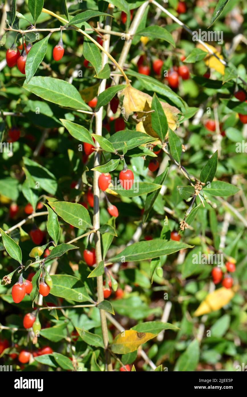 Chinesische Wolfbeere, Himalaya-Goji, Gemeiner Bocksdorn, gewöhnlicher Bocksdorn, Lycium barbarbarum, Ördögcérna, Ungarn, Europa Stockfoto