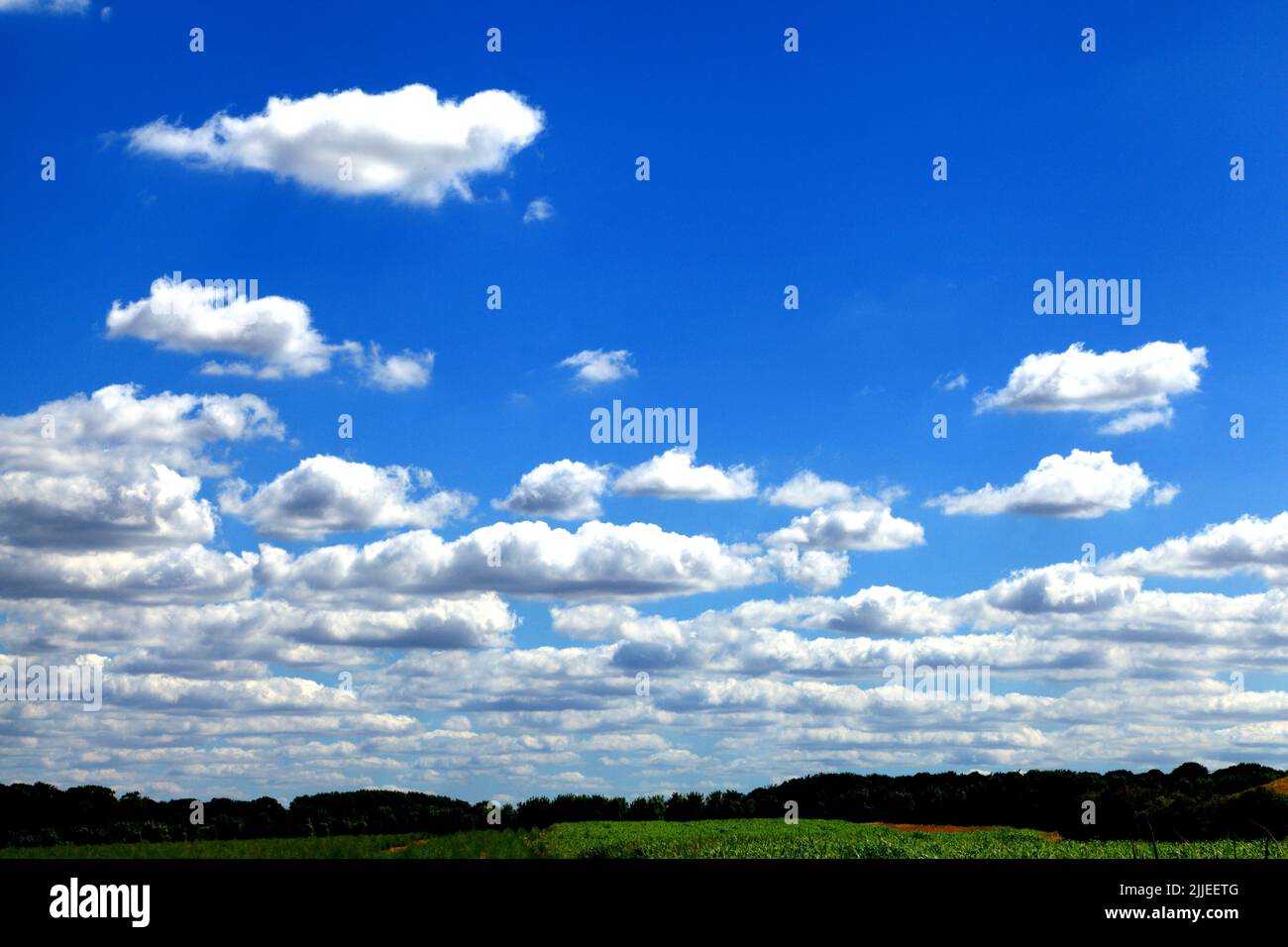 Weiße Wolken, Cumulus, blauer Himmel, Wolke, Himmel, Wald, Bäume im Hintergrund England, Großbritannien Stockfoto